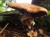 Agaricus subrufescens image