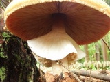 Agaricus subrufescens image