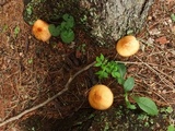 Agaricus subrufescens image