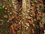 Aleurodiscus oakesii image