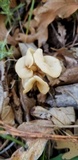 Helvella crispa image