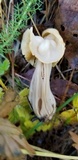 Helvella crispa image
