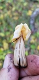 Helvella crispa image