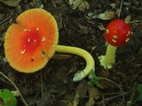 Amanita parcivolvata image