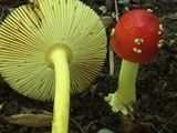 Amanita parcivolvata image