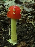 Amanita parcivolvata image