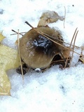 Hygrophorus fuligineus image