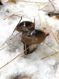 Hygrophorus fuligineus image