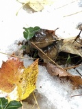 Hygrophorus fuligineus image
