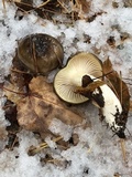 Hygrophorus fuligineus image
