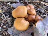 Hypholoma capnoides image