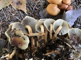 Hypholoma capnoides image