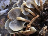 Hypholoma capnoides image