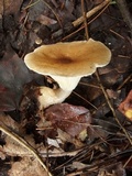 Ampulloclitocybe clavipes image