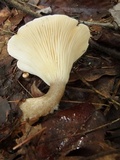 Ampulloclitocybe clavipes image