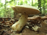 Retiboletus griseus image