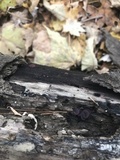 Ascocoryne sarcoides image