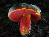 Boletus luridiformis image