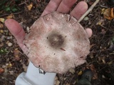 Agaricus placomyces image