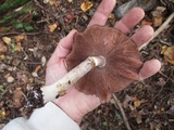 Agaricus placomyces image
