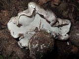 Boletopsis grisea image