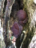 Auricularia angiospermarum image