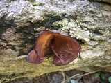 Auricularia angiospermarum image