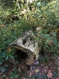 Auricularia angiospermarum image