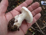 Clitocybe robusta image