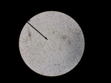 Clitocybe robusta image