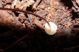 Rhizomarasmius pyrrhocephalus image