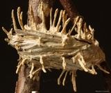 Cordyceps tuberculata image
