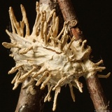 Cordyceps tuberculata image