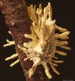 Cordyceps tuberculata image