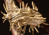 Cordyceps tuberculata image