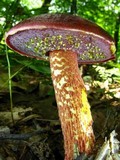 Boletus frostii image