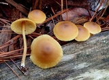 Callistosporium luteo-olivaceum image