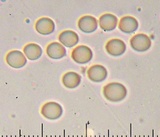 Callistosporium luteo-olivaceum image