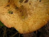 Suillus weaverae image