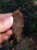 Chorioactis geaster image