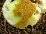 Suillus weaverae image