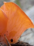 Guepinia helvelloides image