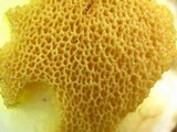 Suillus weaverae image
