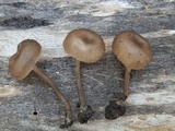 Myxomphalia maura image