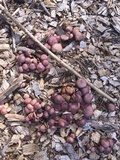Gymnopilus luteofolius image
