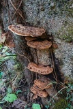 Ganoderma lobatum image