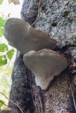 Ganoderma lobatum image