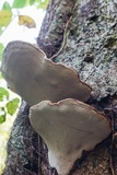 Ganoderma lobatum image