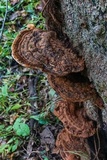 Ganoderma lobatum image