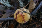 Suillus hirtellus image
